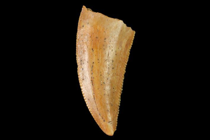 Serrated, Raptor Tooth - Real Dinosaur Tooth #159010